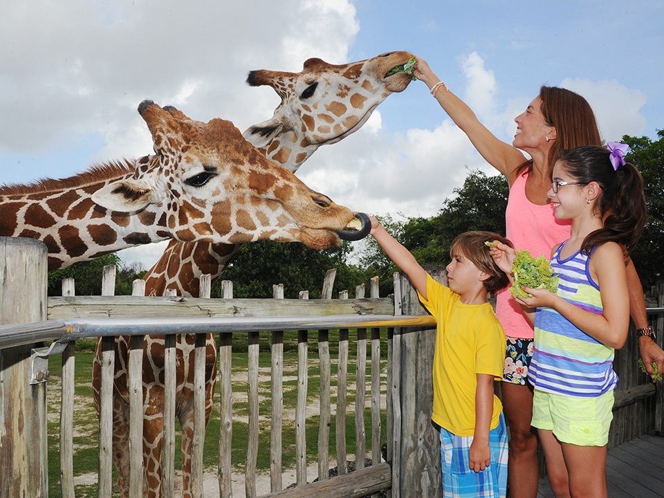 Feeding Giraffes